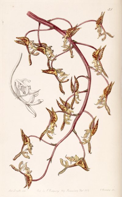 Gongora fulva by Miss Drake